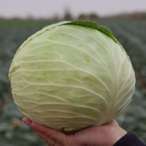 Капуста КАУНТ F1 Clause | KAUNT F1 Clause