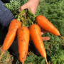Морковь ШАНТАНЕ Clause | CHANTANE 