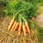 Морковь СКАРЛА | SCARLA Сlause (Фасовка - 0,5 кг)