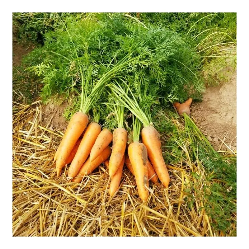 Морковь СКАРЛА Сlause | SCARLA