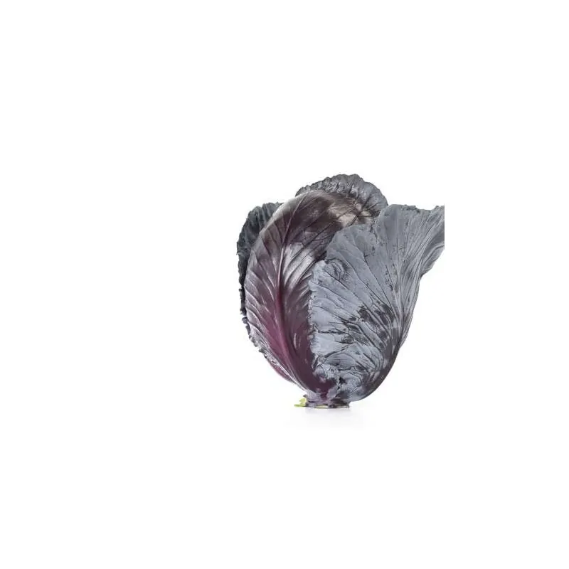 Капуста краснокочанная РЕД ХАРИЗМА F1 Rijk Zwaan 