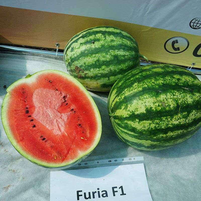 Кавун ФУРІЯ F1 | FURIA F1 Cora Seeds