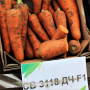 Морковь СВ 3118 F1 Seminis (1.8-2.0) (Фасовка - 200 000)