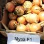 Лук МУЗА F1 | MUZA F1Cora seeds (Фасовка - 250 000 семян)