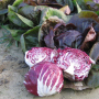 Цикорий салатный головчастый ИНДИГО | INDIGO Bejo (Фасовка - 5000 семян)