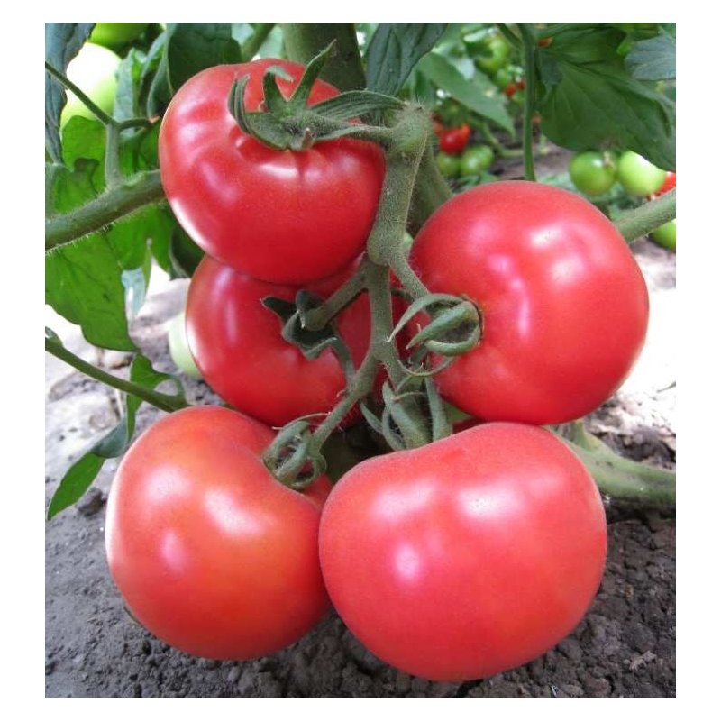 Томат KS 14 F1 Kitano 100 шт