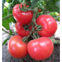 Томат KS 14 F1 Kitano 100 шт