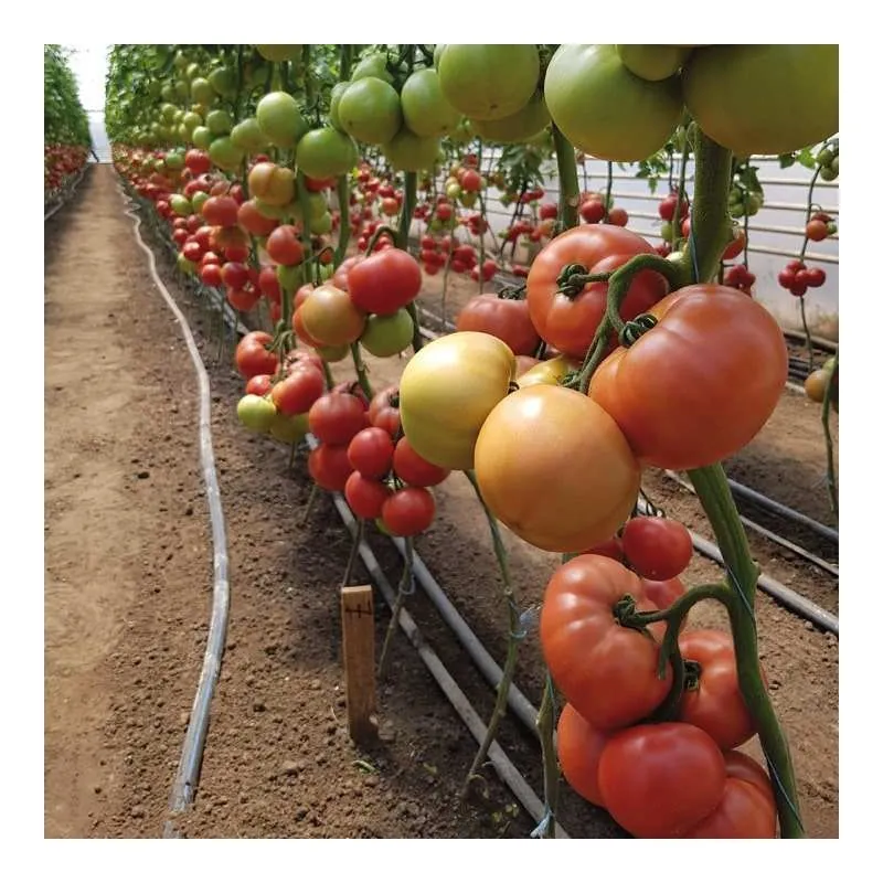 Томат АСАНО F1 | ASANO F1 Kitano Seeds - Kitano купити в