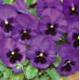 ФИАЛКА Pansy F1 (Viola x wittrockiana) (Фасовка - 100 семян)