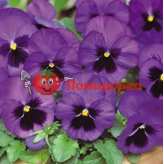 ФИАЛКА Pansy F1 (Viola x wittrockiana)
