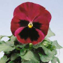 Фиалка Pansy F1 (Viola x wittrockiana) Rose Blotch Kitano (Фасовка - 100 семян)