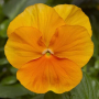 Фиалка Pansy F1 (Viola x wittrockiana) Orange Blotch Kitano (Фасовка - 100 семян)