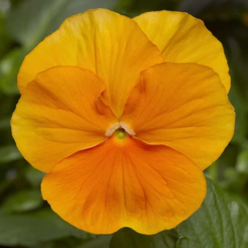 Фиалка Pansy F1 (Viola x wittrockiana) Orange Blotch Kitano 