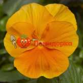 Фиалка Pansy F1 (Viola x wittrockiana) Orange Blotch Kitano 100 шт