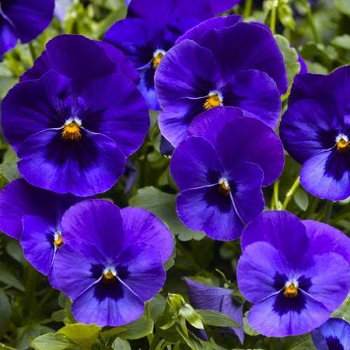 Фиалка Pansy F1 (Viola x wittrockiana) Blue Blotch Kitano 