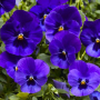 Фиалка Pansy F1 (Viola x wittrockiana) Blue Blotch Kitano 100 шт