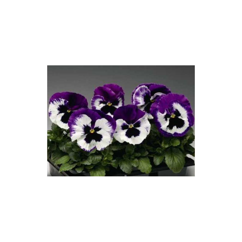 Фиалка Pansy F1 (Viola x wittrockiana) Purple Bicolour Kitano 100 шт