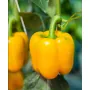 Перец КАЛИФОРНИЙСКОЕ ЧУДО ЖОЛТЫЙ Професійне насіння 0,3 г.