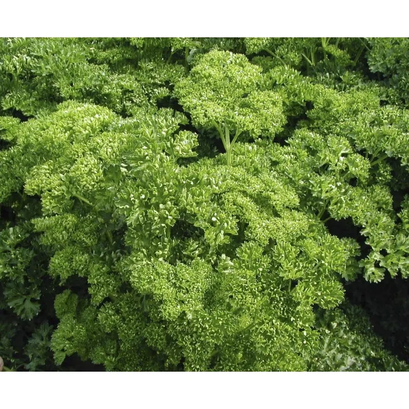 Петрушка кучерявая Професійне насіння