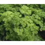 Петрушка кучерявая Професійне насіння