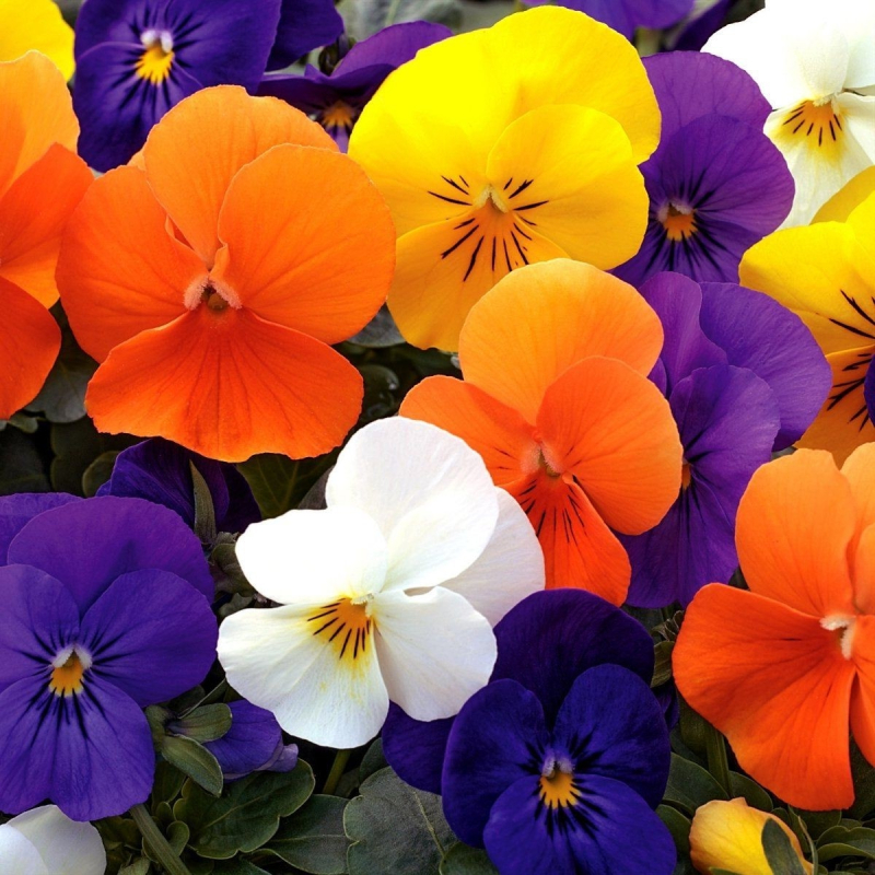 Виола рогатая Пенни F1 | Viola cornuta Penny F1 Syngenta Flowers
