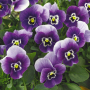 Виола рогатая Пенни F1 | Viola cornuta Penny F1 Syngenta Flowers (Фасовка - Дип марина - 100 семян)