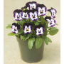 Виола рогатая Пенни F1 | Viola cornuta Penny F1 Syngenta Flowers