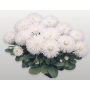 Маргаритка Хабанера | Bellis perennis Habanera Benary flowers (Фасовка - Белая - 250 драже)