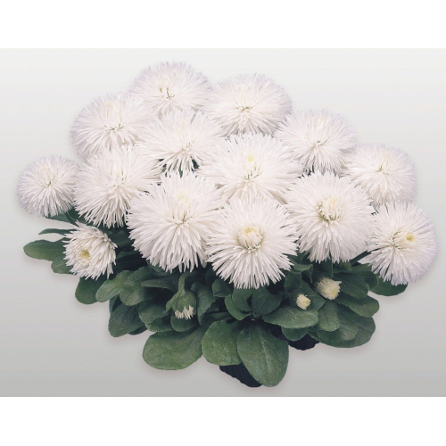 Маргаритка Хабанера | Bellis perennis Habanera Benary flowers