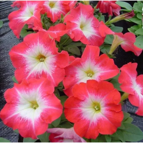 Петуния многоцветковая серия multiflora ЛАМБАДА F1 пламенное утро 20 шт