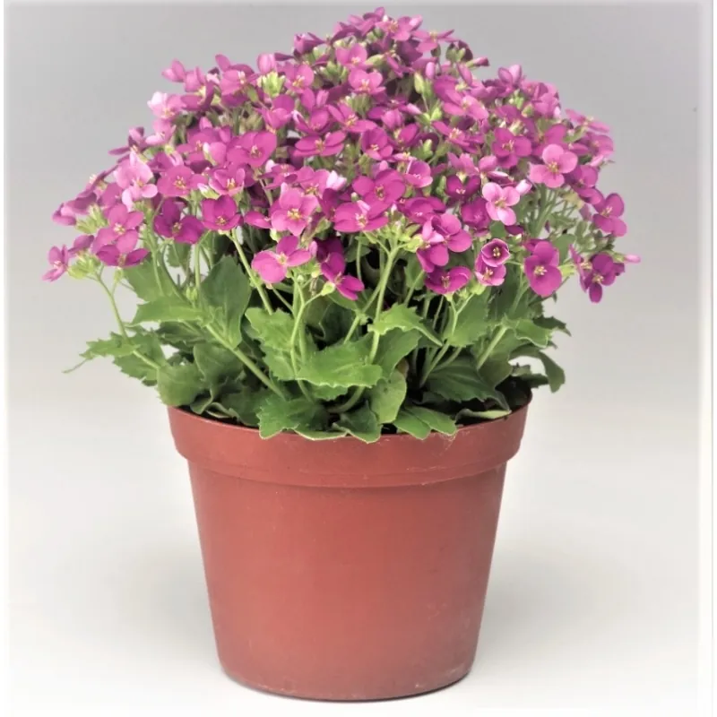 Арабис кавказский | Arabis caucasica Little Treasure