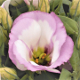 Эустома Сапфир F1 | Eustoma grandiflora Sappfire F1 PanAmerican (Фасовка - Бело-розовый - 100 драже)