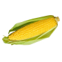 Кукуруза сахарная БОСТОН F1 | BOSTON F1 Syngenta (Фасовка - 100 000 семян)