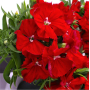 Гвоздика китайская Диана F1 | Dianthus chinensis Diana F1 Hem Genetics (Фасовка - Скарлет - 100 семян)