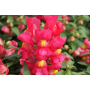  Львиный зев Antirrhinum Floral Showers Red Yellow Bicollour F 1 (Фасовка - Розовый - 100 семян)