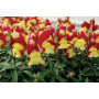  Львиный зев Antirrhinum Floral Showers Red Yellow Bicollour F 1 (Фасовка - Красно-желтый - 100 семян)
