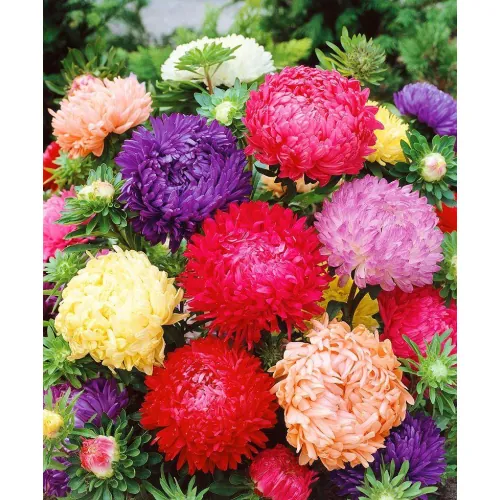 Астра Дюшес, смесь Професійне насіння, 0,5 г