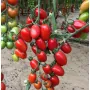Томат Черри от Юрия F1 (5 семян)