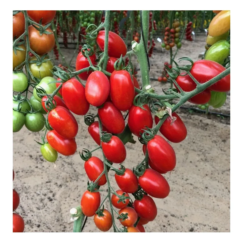 Томат Черри от Юрия F1 (5 семян)