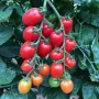 Томат Черри от Юрия F1 (5 семян)