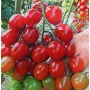 Томат черри Ира F1 5 семян
