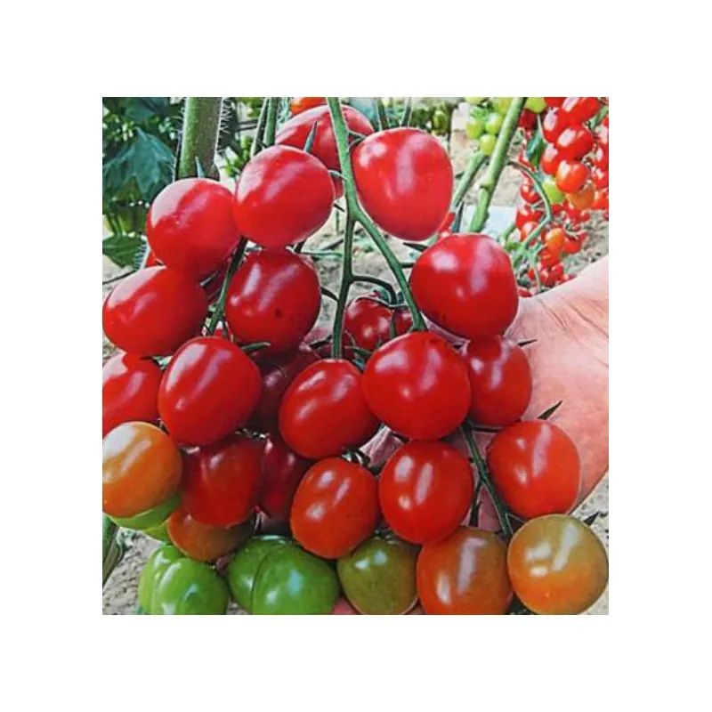 Томат черри Ира F1 5 семян