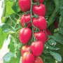 Томат Черри вишневидный РИО F1 СЕМКО 0,05 г