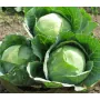 Капуста АГРЕССОР F1 Syngenta 2500 шт