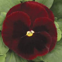 Фиалка Dynasty F1 (Viola x wittrockiana) Red Blotch Kitano (Фасовка - 100 семян)