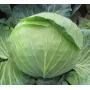Капуста КАМЕННАЯ ГОЛОВА Професійне насіння 1 г.