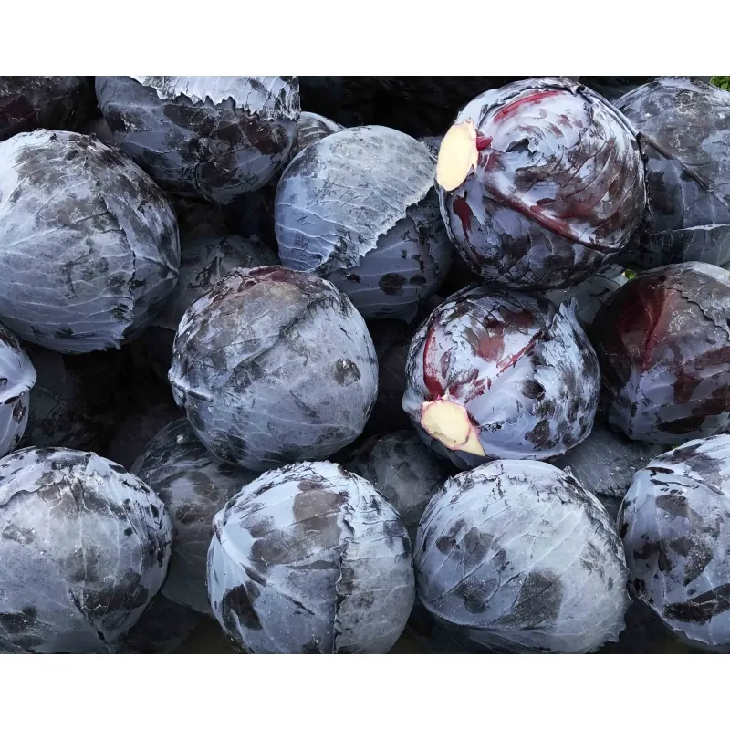 Капуста краснокочанная КЛИМАРО F1 | KLIMARO F1 Bejo