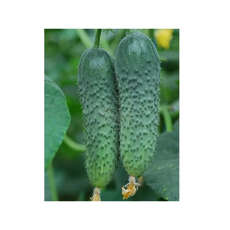 Огурец АМУР (AMOUR) F1 bejo 250 шт