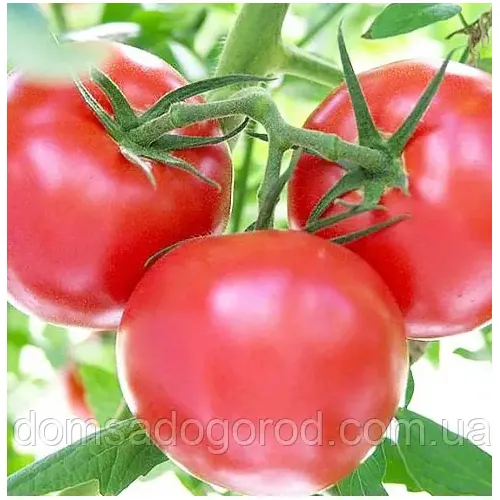 Томат Демидов Молдавия 1 г