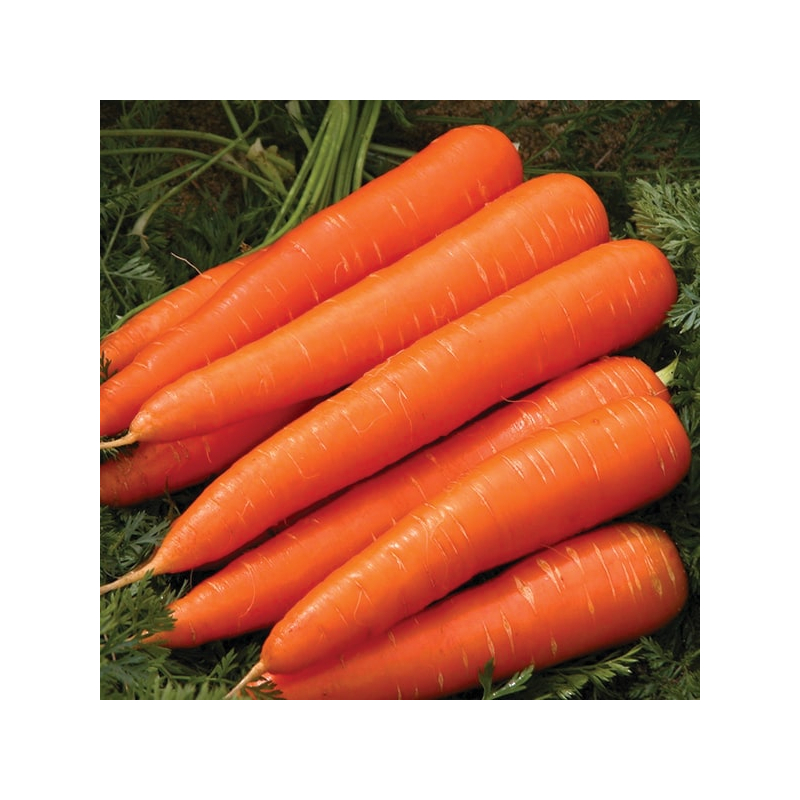 Морковь Королева осени